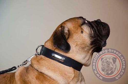 Bullmastiff Dog Collar