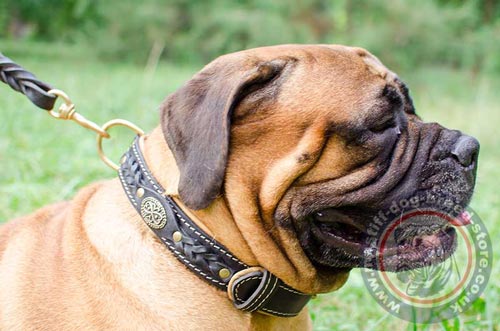 Buy Bullmastiff Dog Collars UK