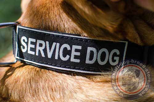 Dogue De Bordeaux Training Dog Collar UK